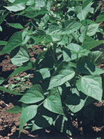 faba lourenza marisco