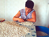 faba lourenza